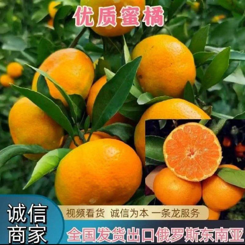 湖北高山特早蜜橘小叶橘簿皮无核化渣对接批发市场商超出口边