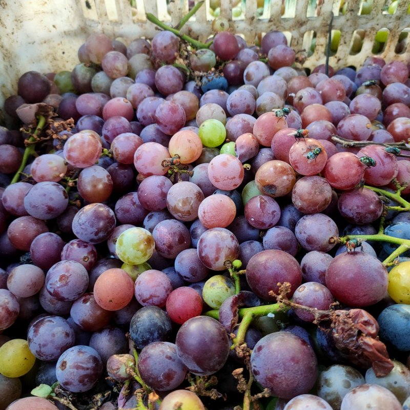 巨峰葡萄酒厂果汁厂葡萄大量有货，价格合适