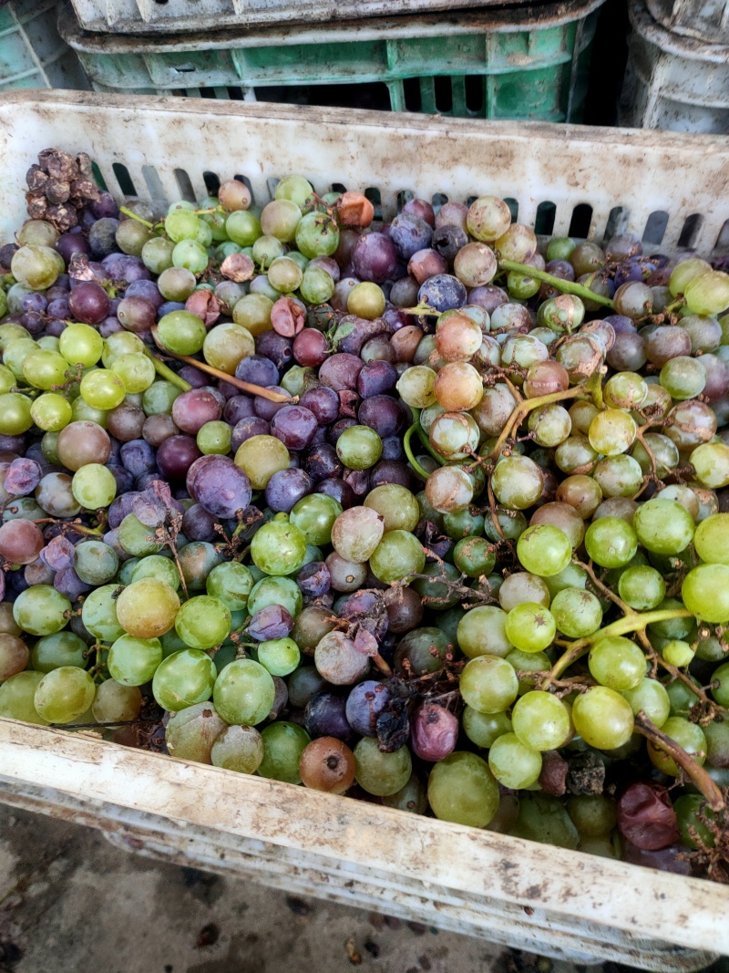 巨峰葡萄酒厂果汁厂葡萄大量有货，价格合适