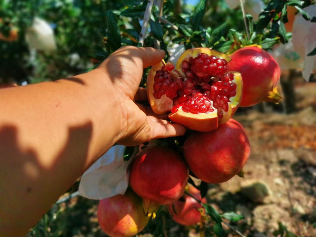 一群游客在会理的石榴园中兴高采烈地采摘成熟的石榴,脸上洋溢着笑容,背景是挂满果实的石榴树和蓝天白云。 游客在会理石榴园采摘石榴