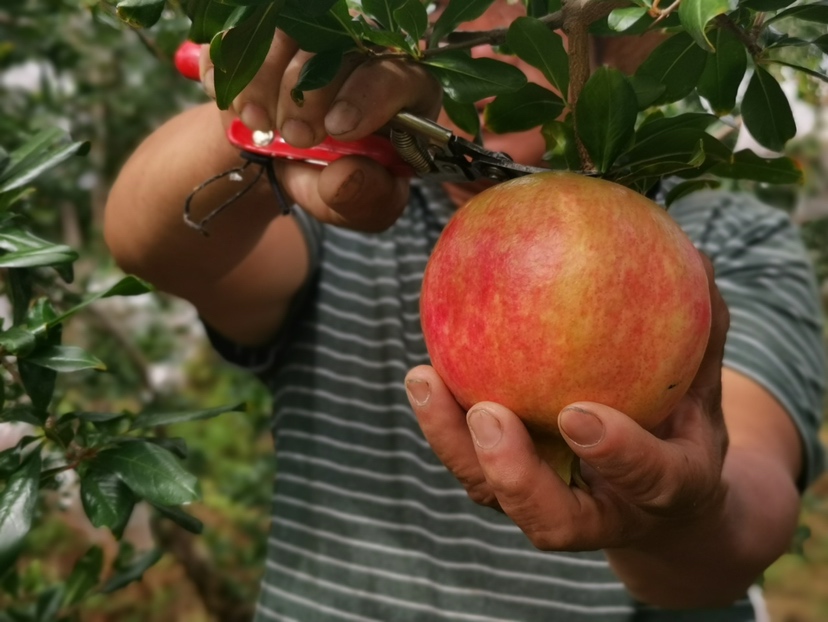 会理石榴采摘现场