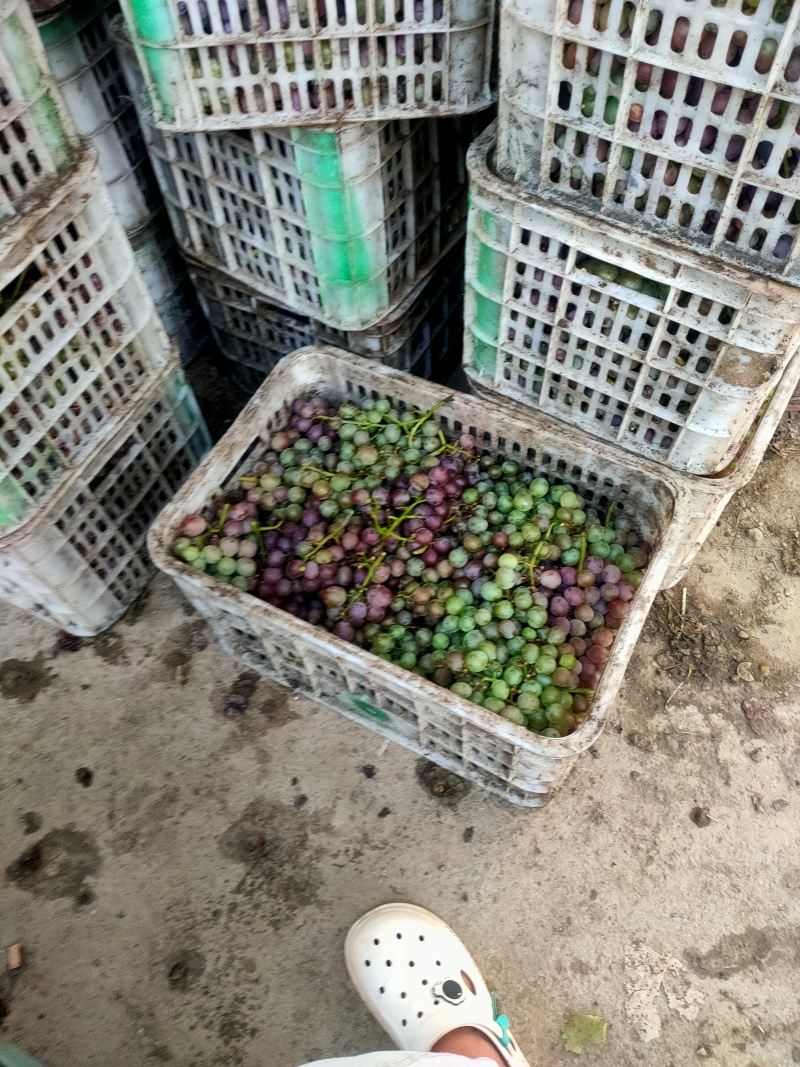 巨峰葡萄酒厂果汁厂葡萄大量有货，价格合适