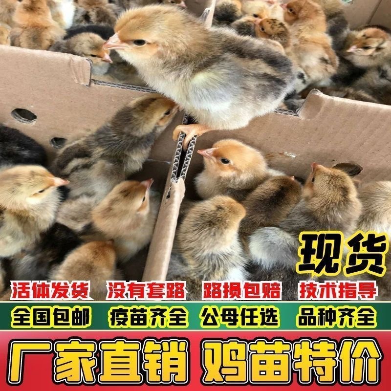 扬州土鸡苗包防疫包运输包成活率货到满意付款诚信服务