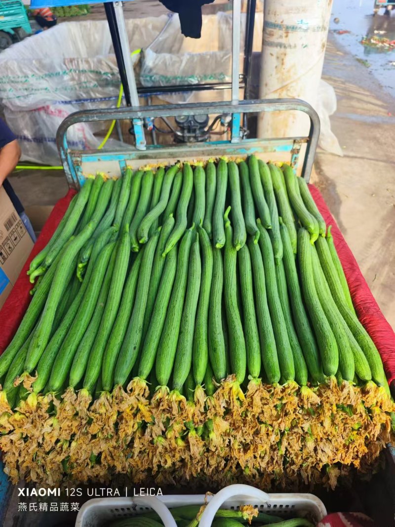 大量丝瓜