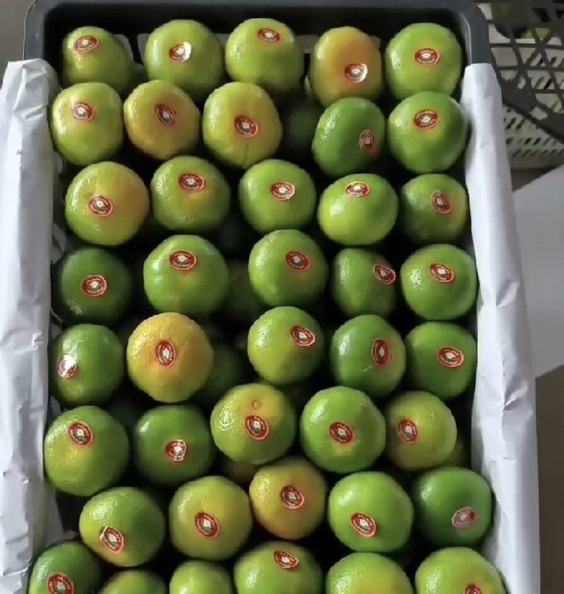 特早蜜桔产地直发量大，品质保证，预售中*