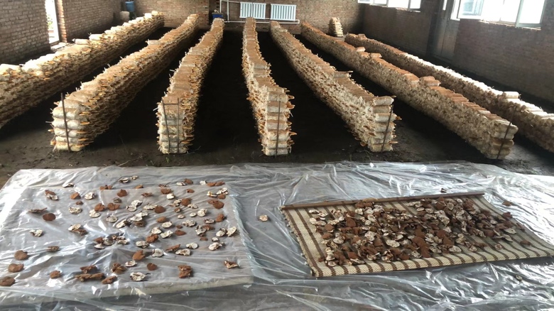 灵芝种植与加工流程示意图