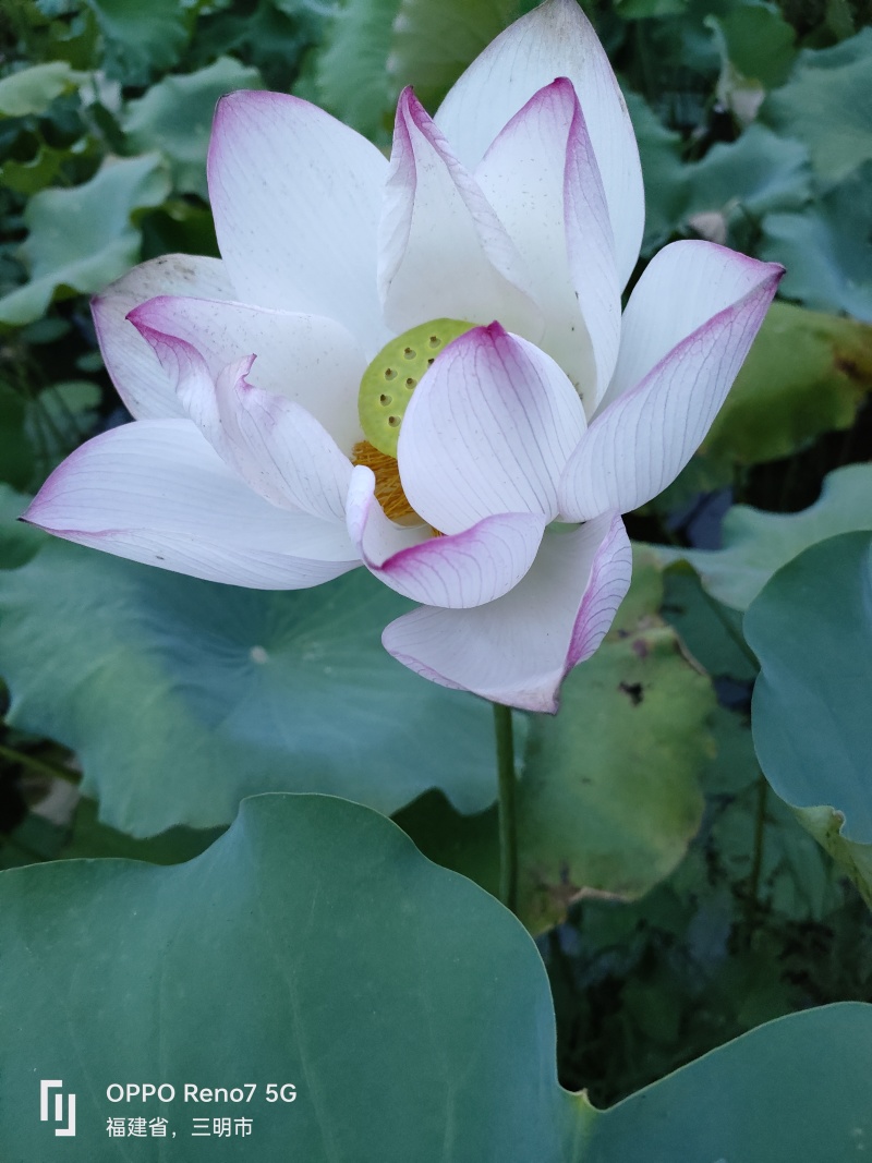 来自闽江源头建宁贡莲