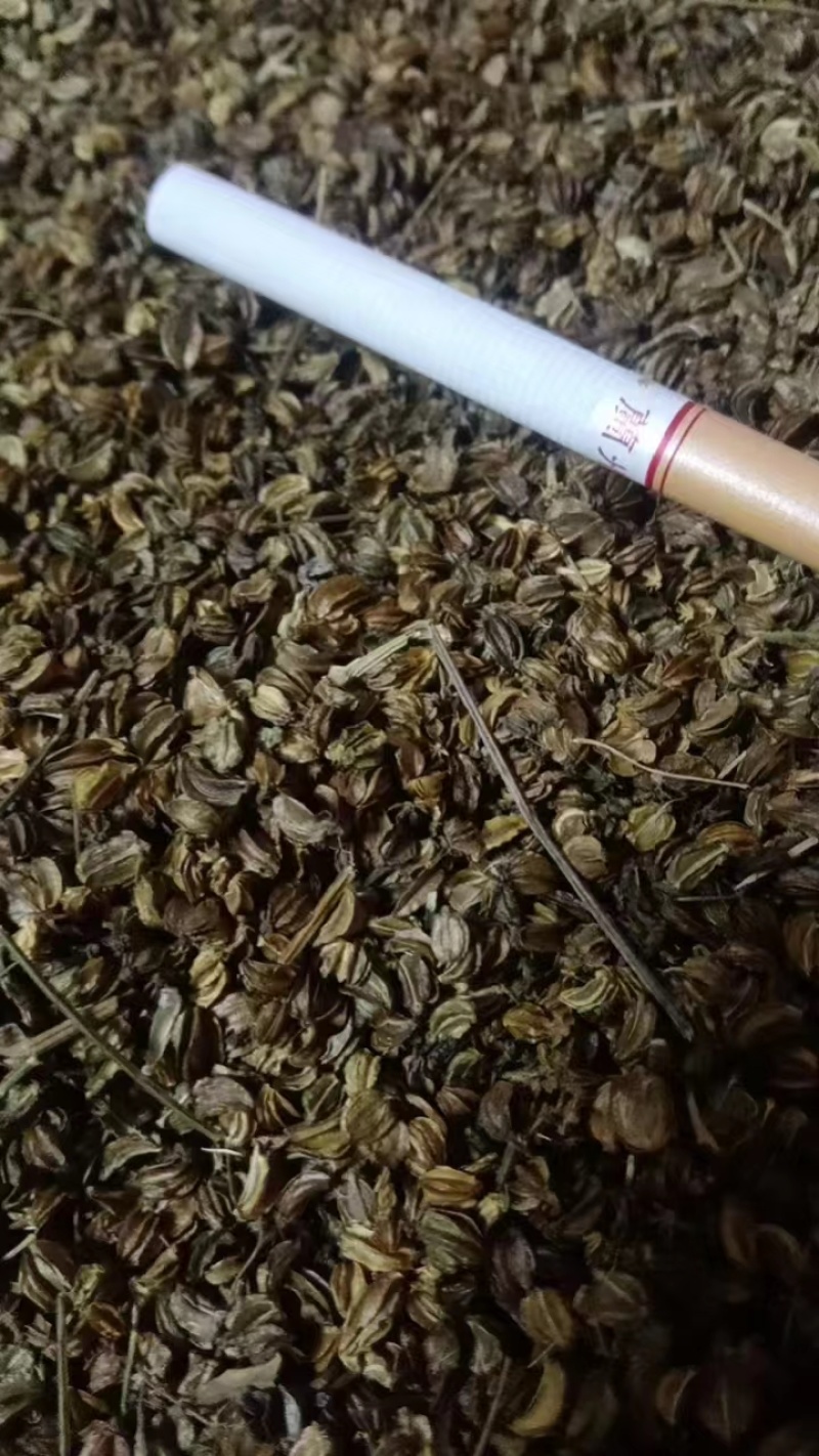 专营羌活种子纯新货纯新货！对接全国！假一赔十！