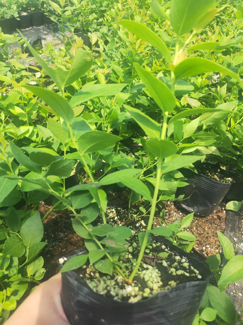 蓝莓苗30公分高根系发达地栽3年苗带果营养杯3年苗
