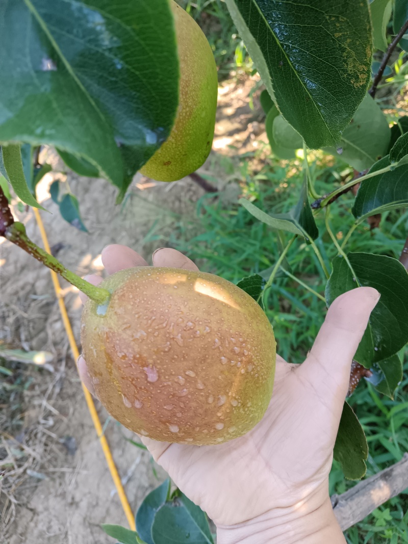 大量红香上市