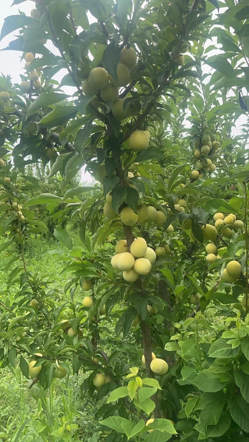 香蕉李子，产地直发