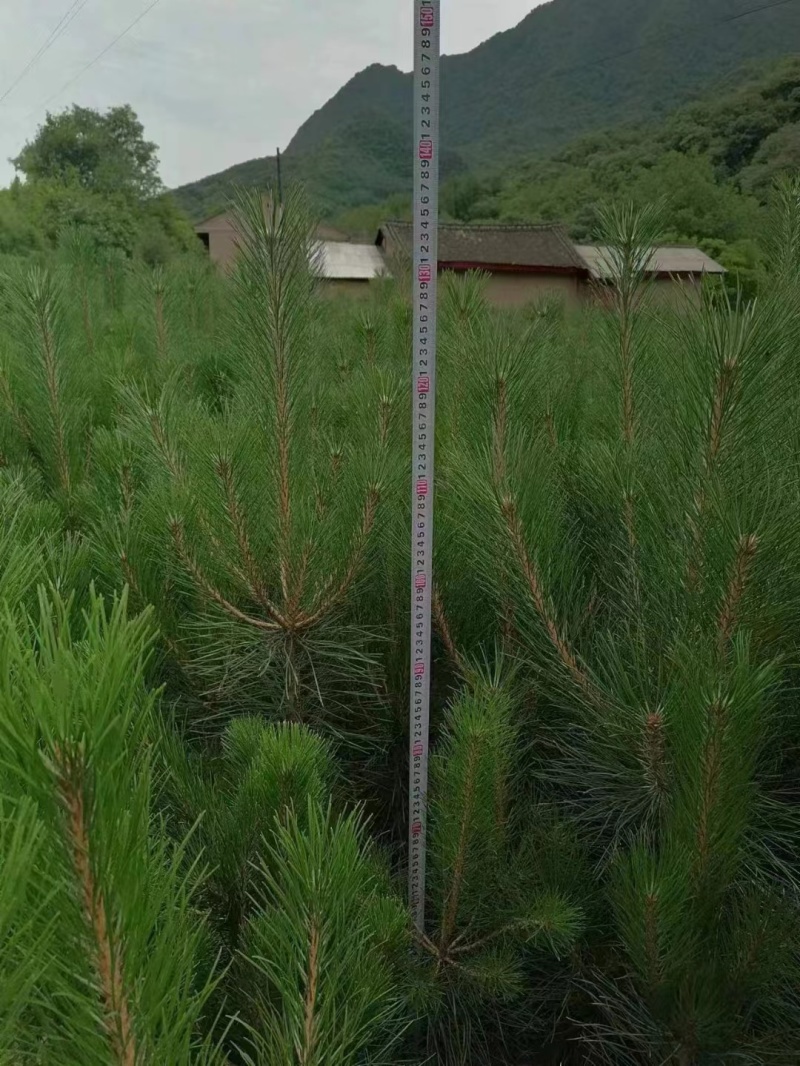 杯苗油松苗甘肃产地直发，大量上市，规格齐全，欢迎合作
