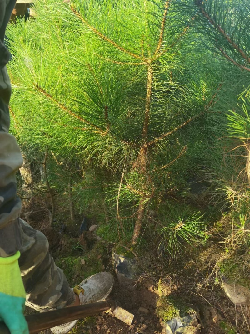 杯苗油松苗甘肃产地直发，大量上市，规格齐全，欢迎合作