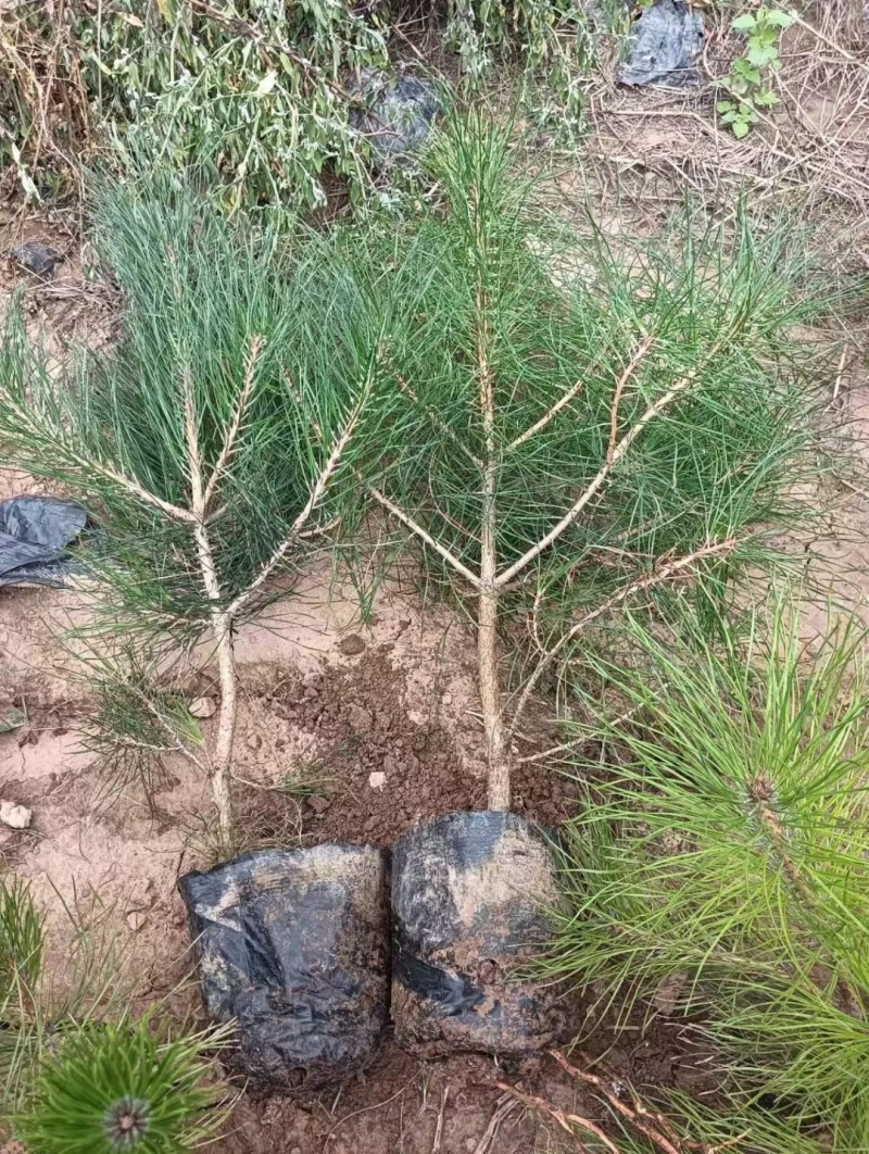 杯苗油松苗甘肃产地直发，大量上市，规格齐全，欢迎合作