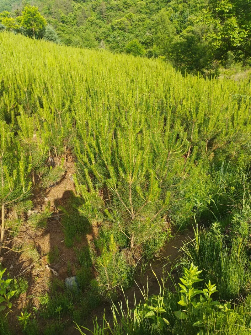 杯苗油松苗甘肃产地直发，大量上市，规格齐全，欢迎合作