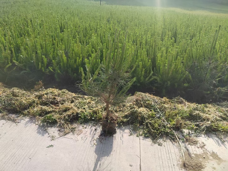 杯苗油松苗甘肃产地直发，大量上市，规格齐全，欢迎合作
