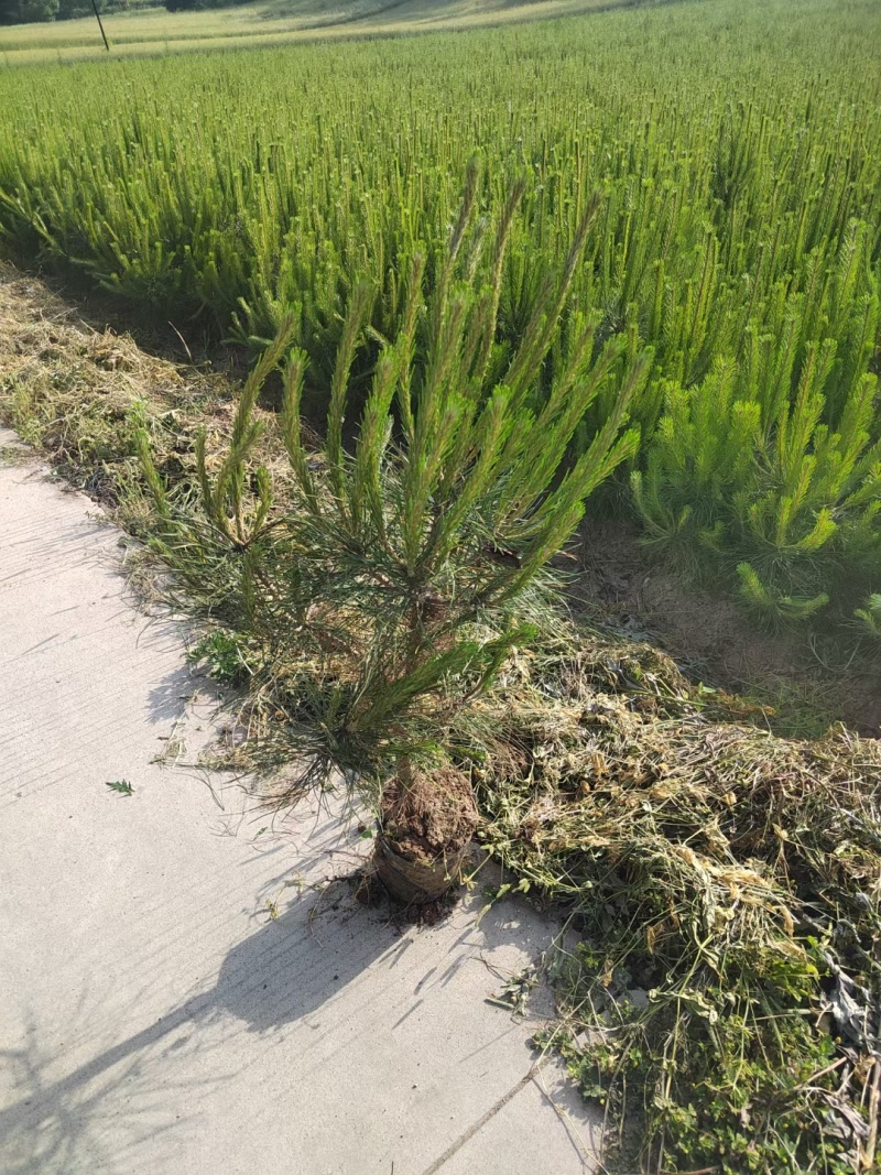 杯苗油松苗甘肃产地直发，大量上市，规格齐全，欢迎合作