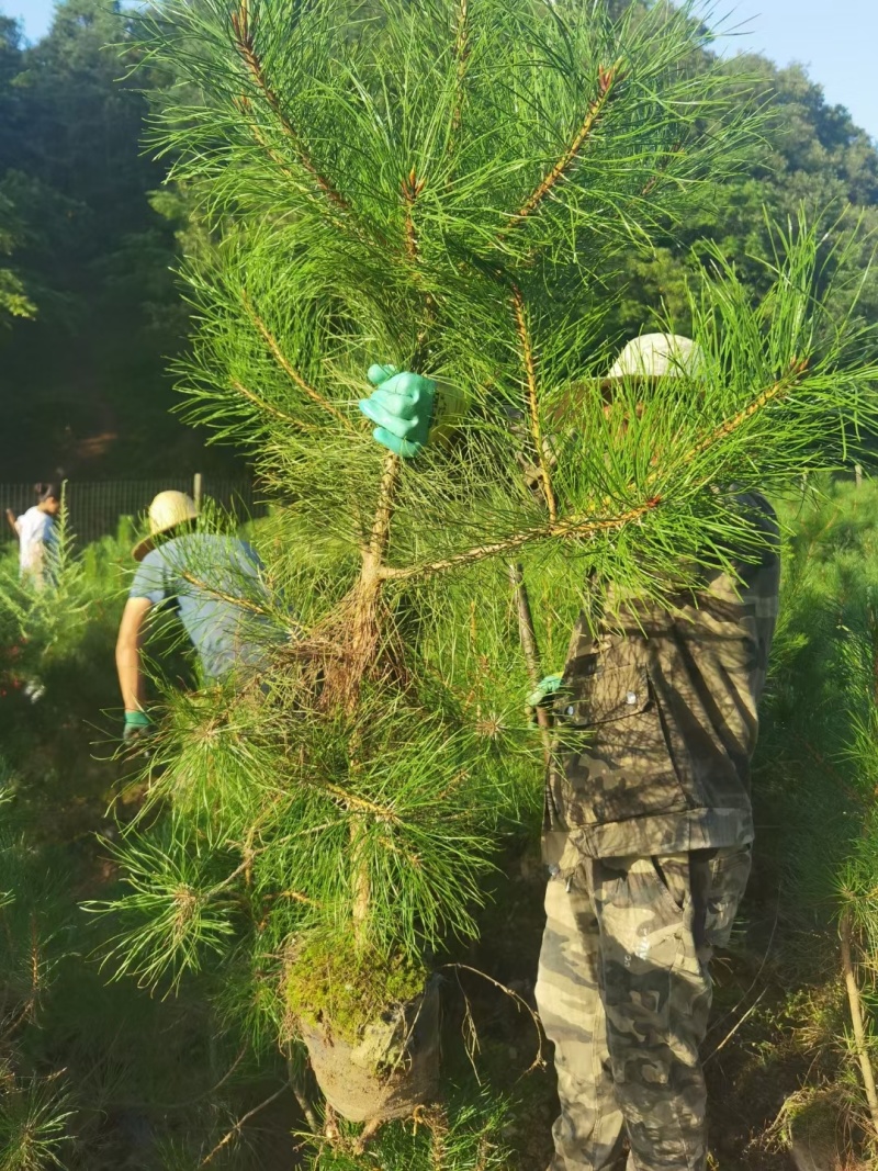 杯苗油松苗甘肃产地直发，大量上市，规格齐全，欢迎合作