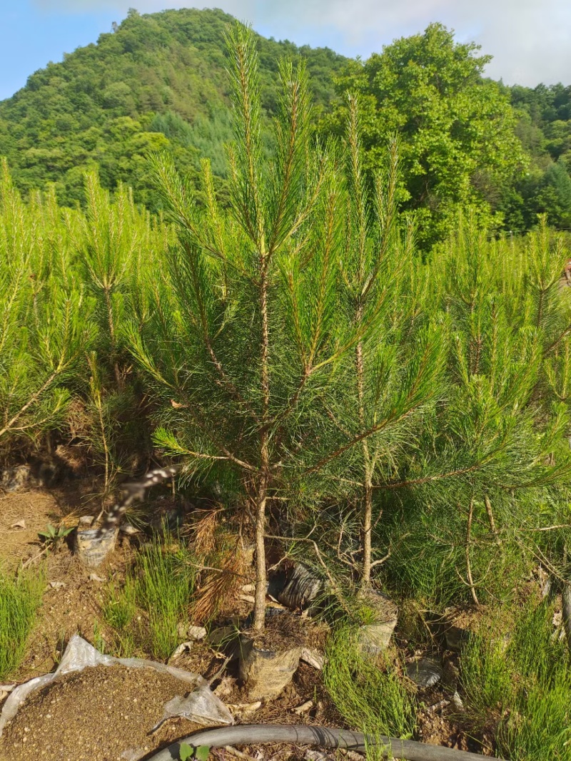 杯苗油松苗甘肃产地直发，大量上市，规格齐全，欢迎合作