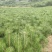 杯苗油松苗甘肃产地直发，大量上市，规格齐全，欢迎合作