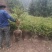 杯苗云杉，规格齐全，万亩苗圃基地，价格优惠，欢迎合作