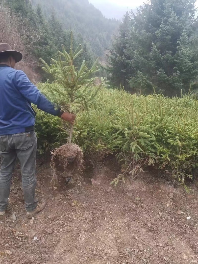 杯苗云杉，规格齐全，万亩苗圃基地，价格优惠，欢迎合作