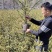 杯苗云杉，规格齐全，万亩苗圃基地，价格优惠，欢迎合作