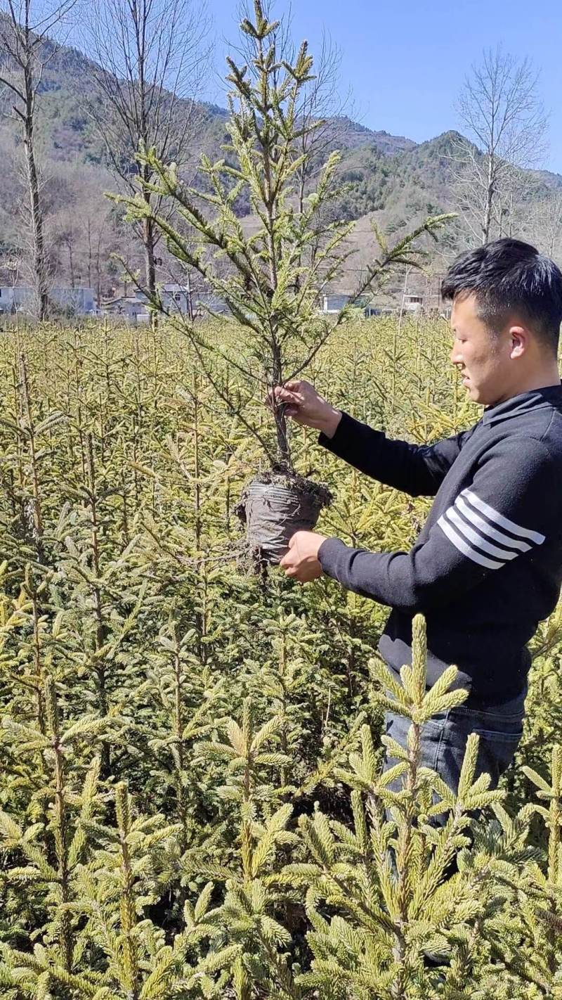 杯苗云杉，规格齐全，万亩苗圃基地，价格优惠，欢迎合作
