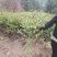 杯苗云杉，规格齐全，万亩苗圃基地，价格优惠，欢迎合作