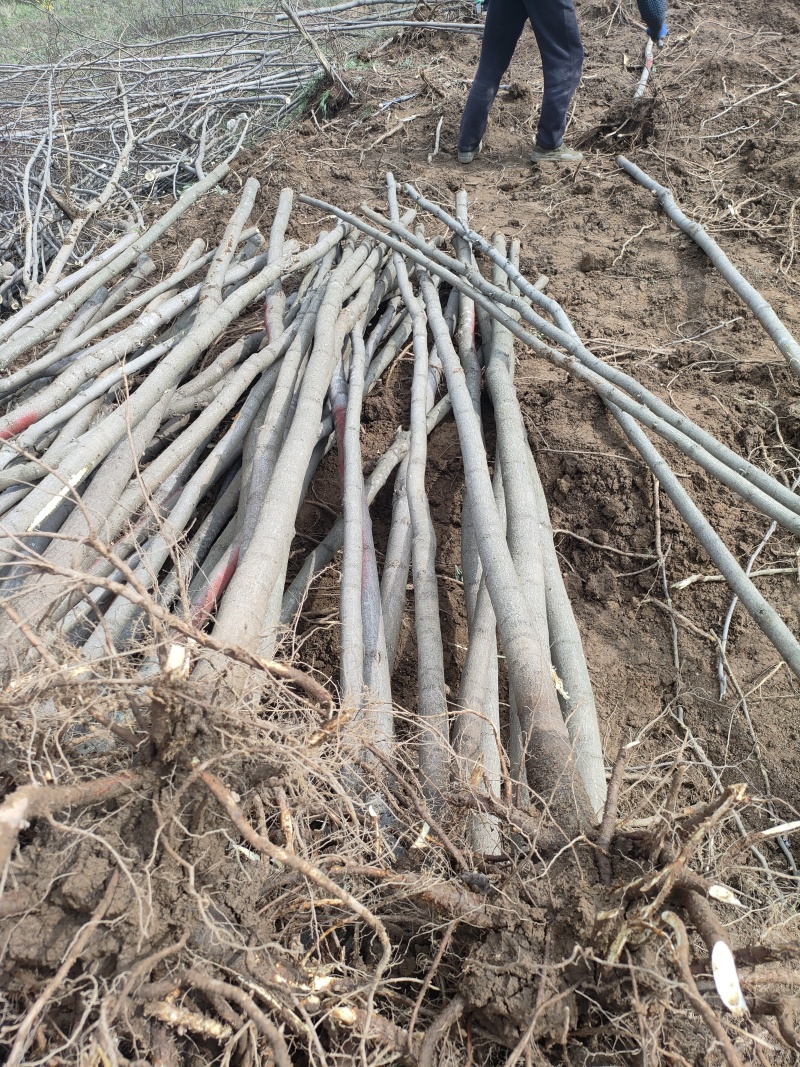 香花槐，基地直发，规格齐全，质量保证，欢迎合作