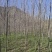 香花槐，基地直发，规格齐全，质量保证，欢迎合作