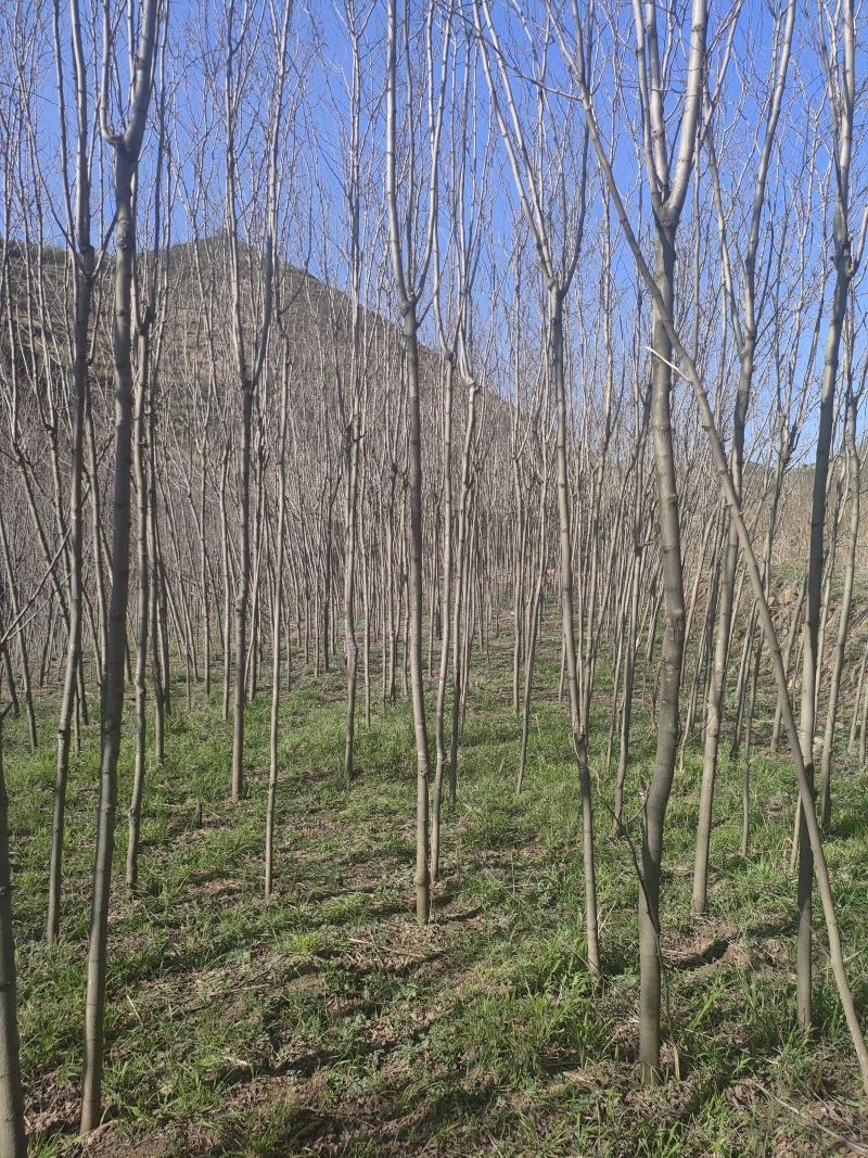 香花槐，基地直发，规格齐全，质量保证，欢迎合作