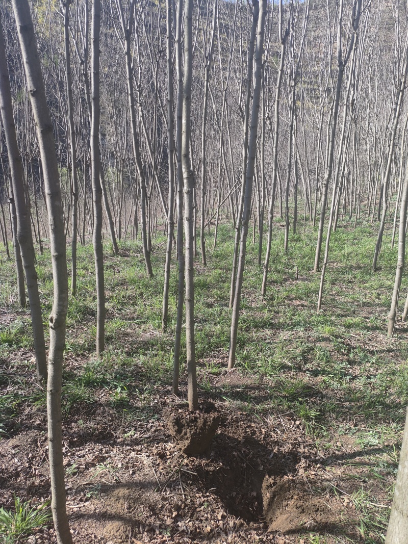 香花槐，基地直发，规格齐全，质量保证，欢迎合作