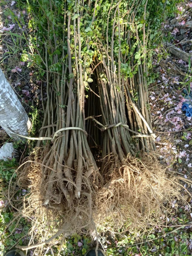 裸根刺槐，基地直发，诚信经营，规模大价格优惠