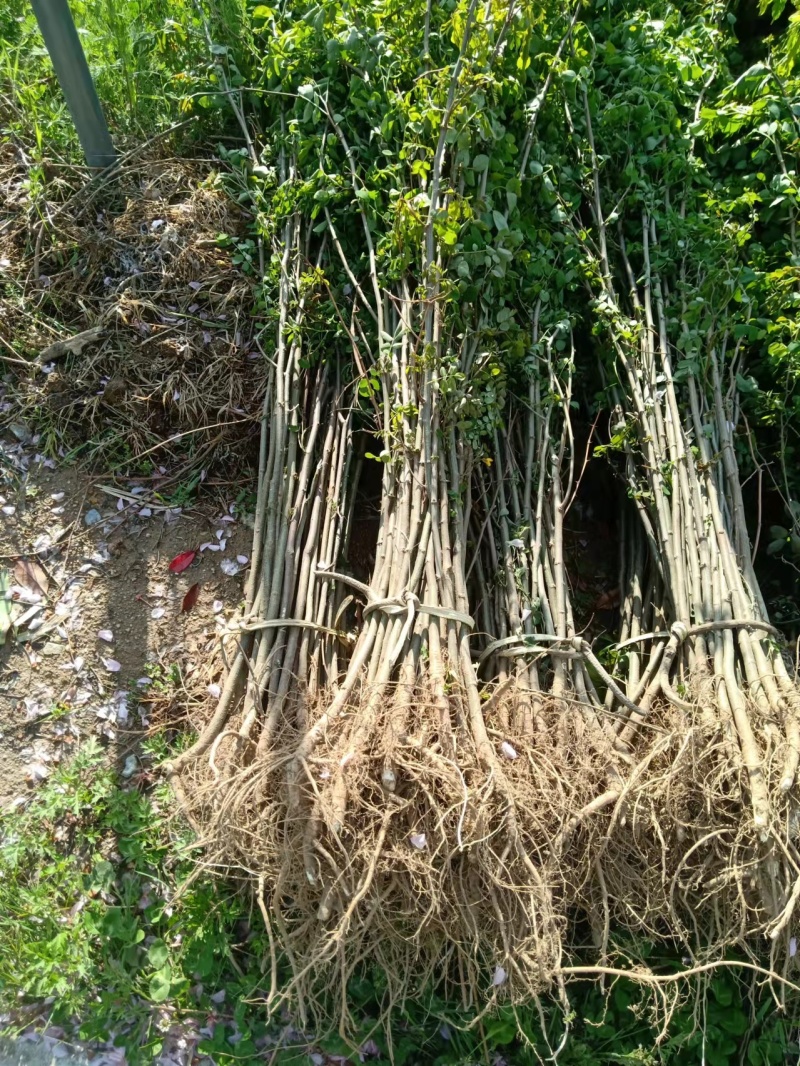 裸根刺槐，基地直发，诚信经营，规模大价格优惠