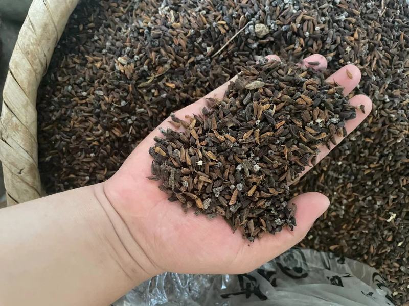 四川百部种子一手货源，欢迎全国各地老板视频看货下单