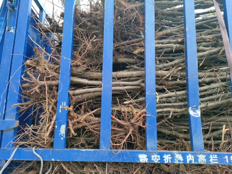 裸根山杏，规格齐全，长期有货，质量保证，欢迎咨询合作