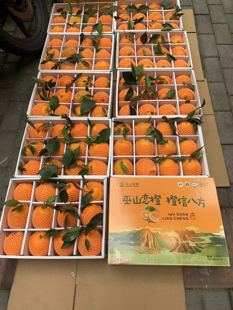 重庆纽荷尔脐橙