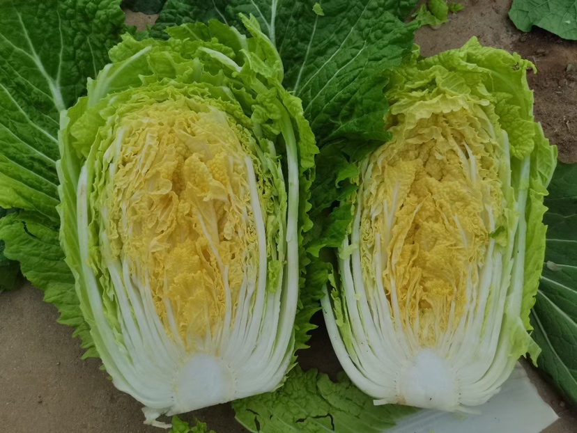 黄心白菜特写