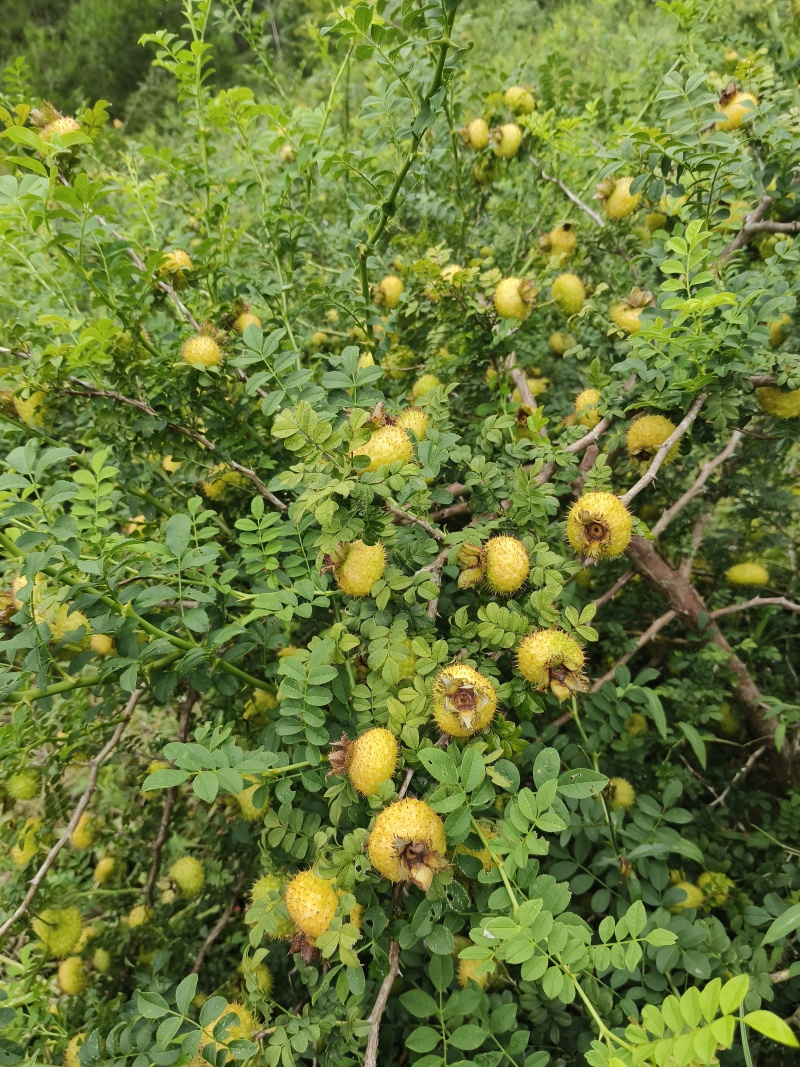 贵州***水果刺梨维C**鲜果榨汁泡酒新鲜现摘现发