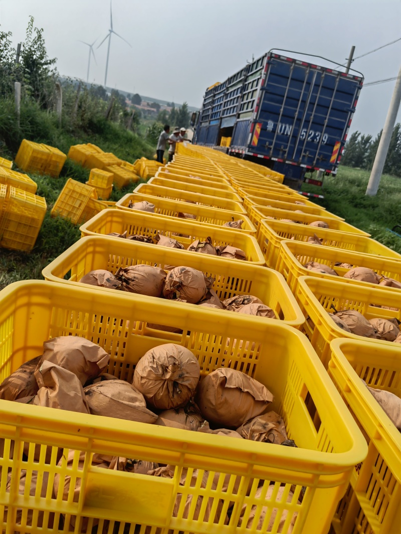 秋月梨莱西市秋月梨主产区诚信对接全国客商前来采购