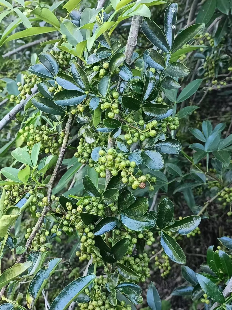 青花椒（干货）求实力收购商，农家一手货