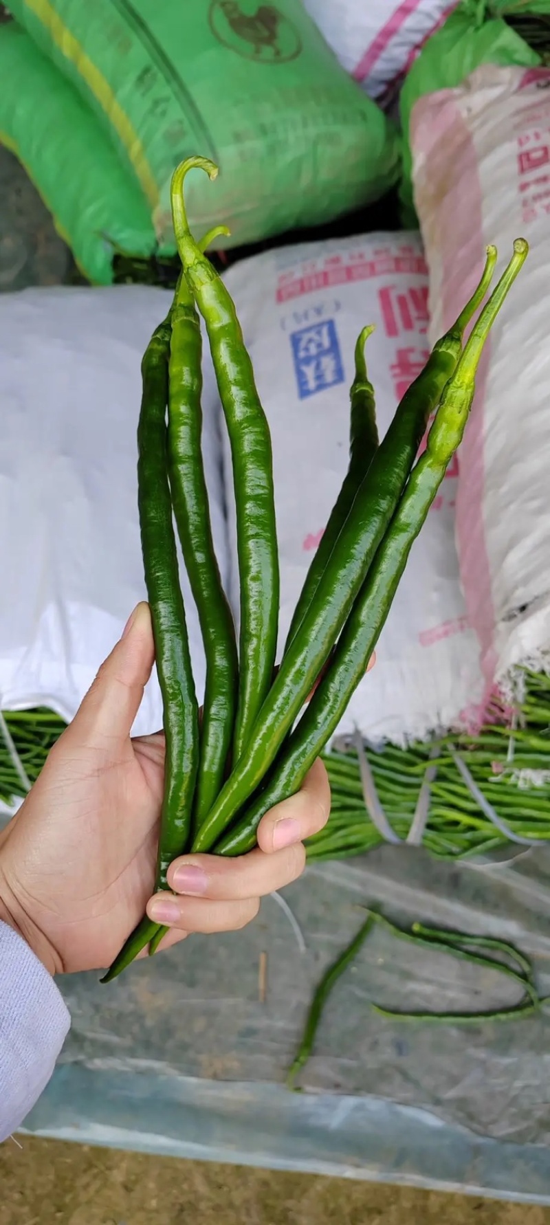 线椒山东优质线椒大量供应可视频看货代发全国市场