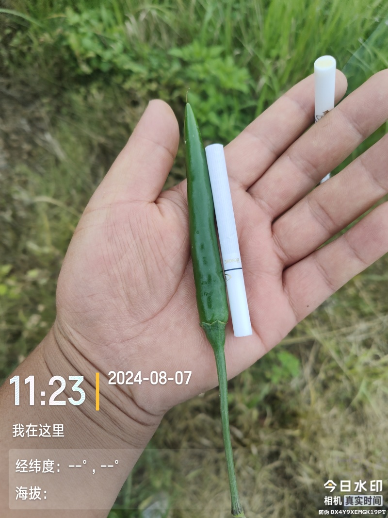 小米辣新鲜的