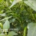 小米椒：直条直把：青米椒