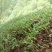 野生石橄榄双叶小果中果，长期有货，量大从优，现采现发