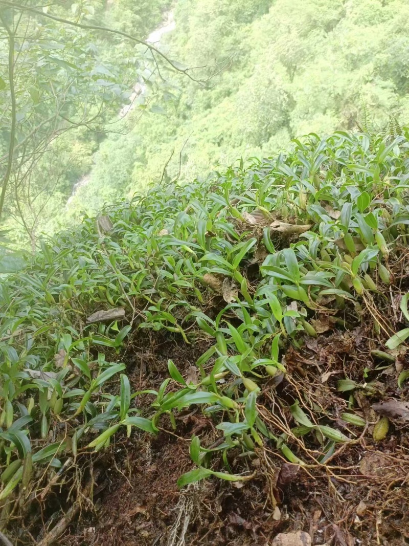 野生石橄榄双叶小果中果，长期有货，量大从优，现采现发