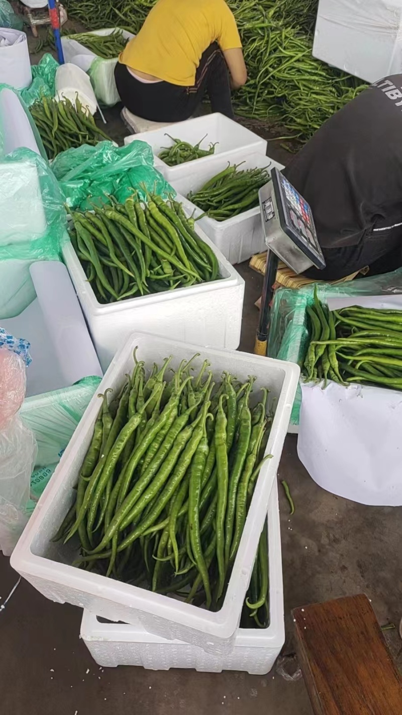 八号线椒一手货源价格美丽
