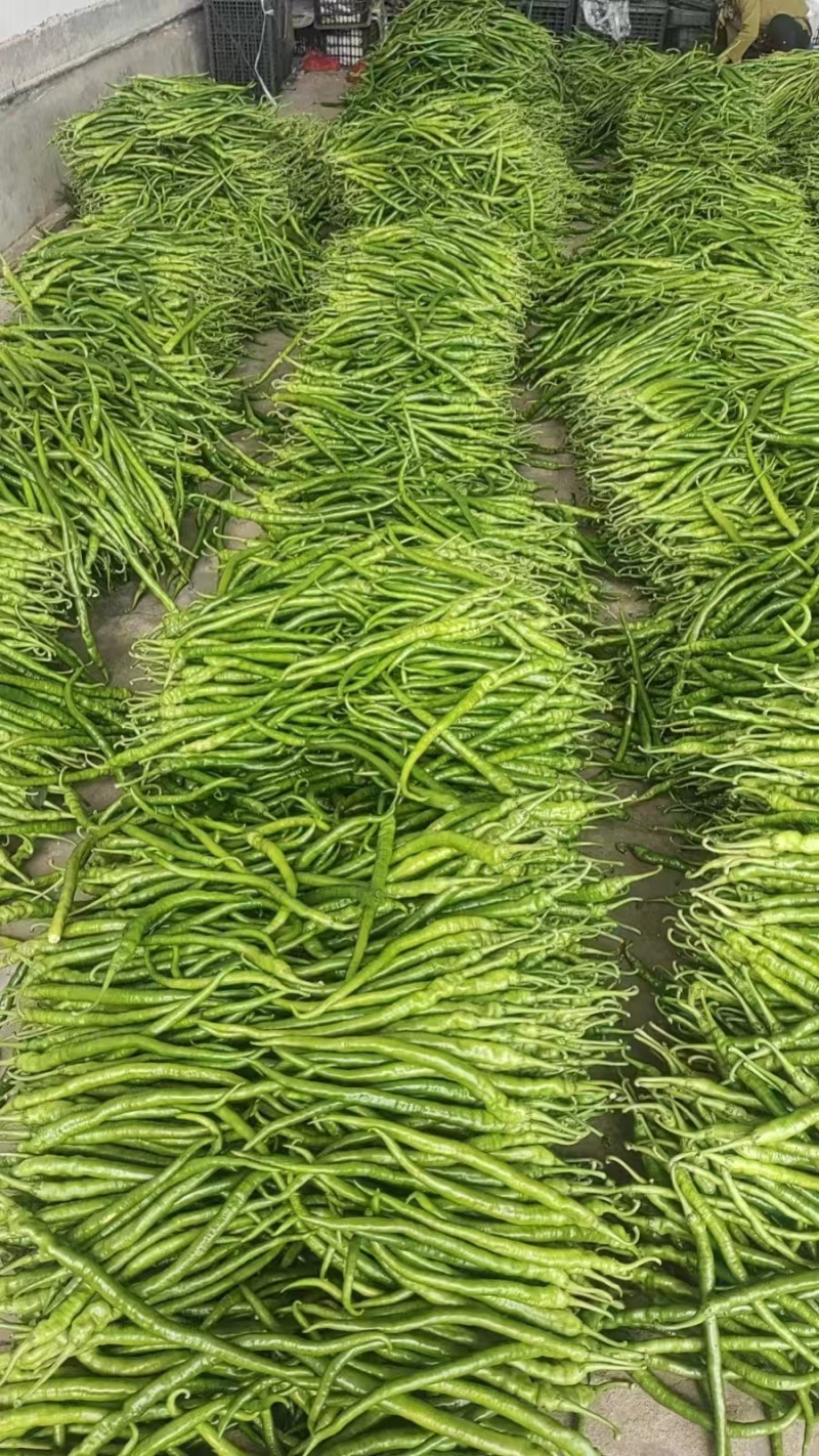 八号线椒一手货源价格美丽
