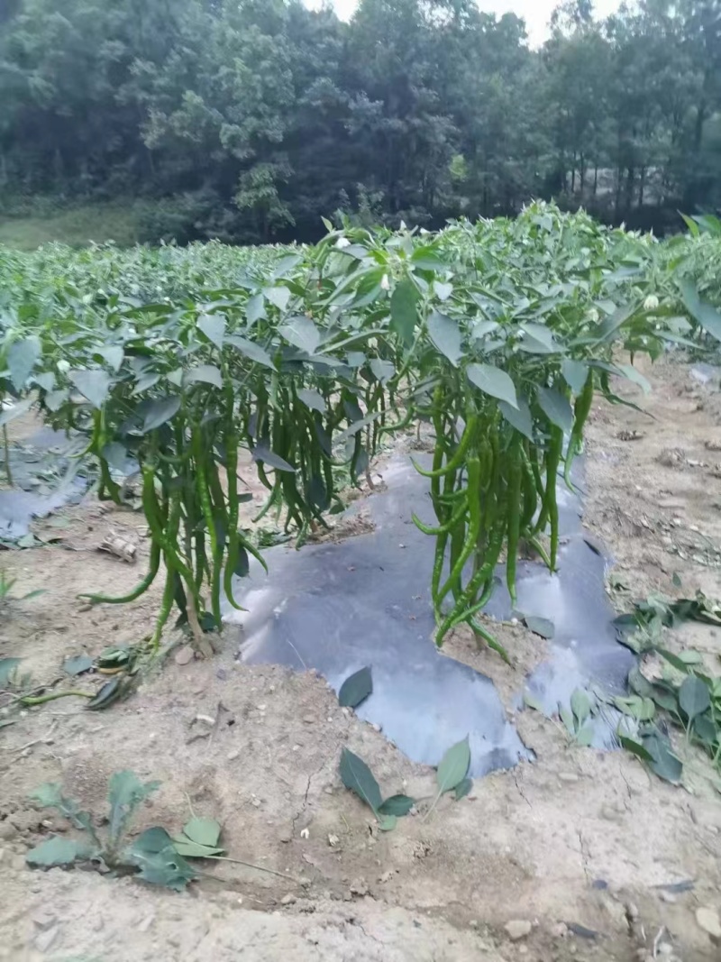 八号线椒一手货源价格美丽